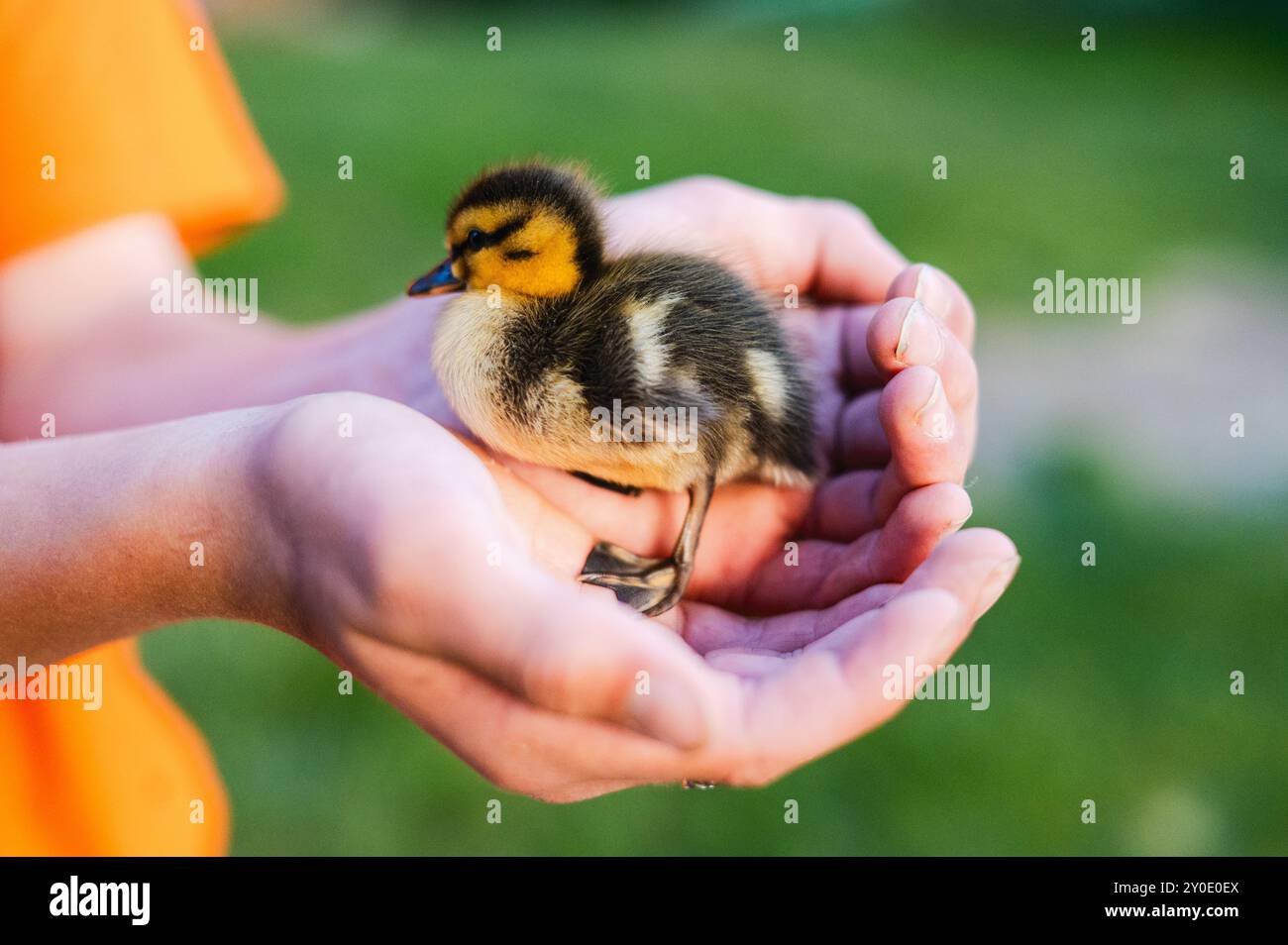 L'anatroccolo si stende in mani strette, evidenziate dalla luce soffusa del sole. Foto Stock