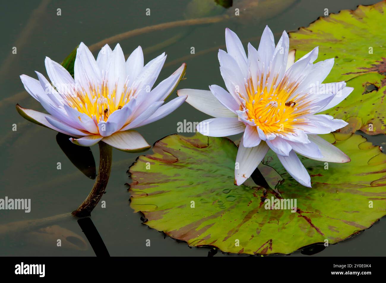 Delicato fiore di Lilly in acqua rosa Foto Stock