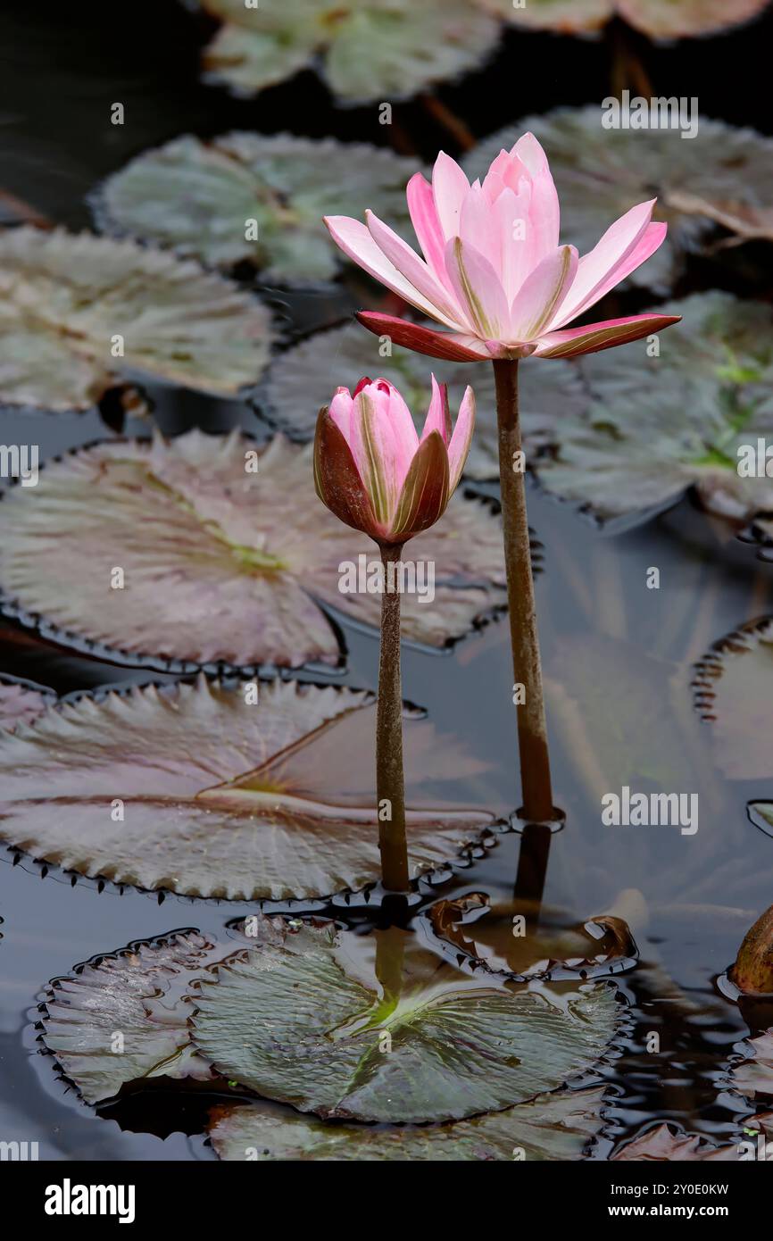 Delicato fiore di loto rosa che galleggia sull'acqua Foto Stock