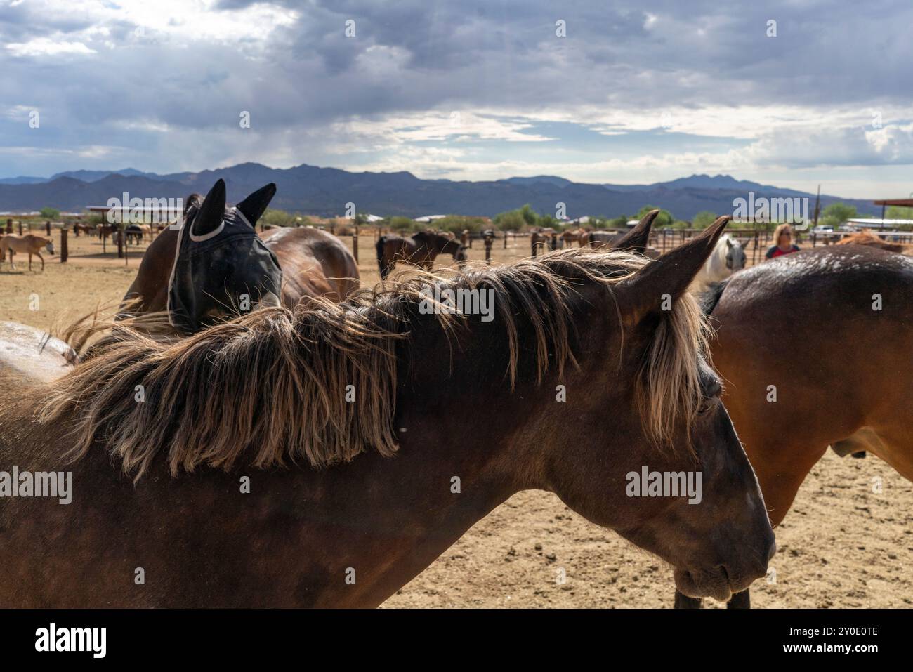 Un pascolo pieno di cavalli sotto cieli nuvolosi Foto Stock