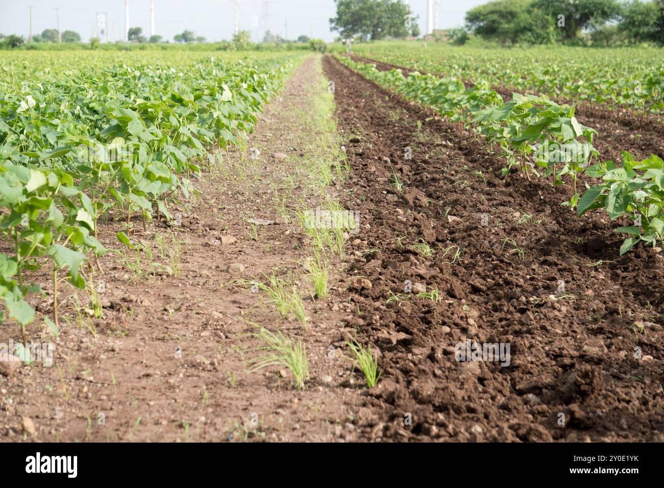 Piante di aglio fresche che prosperano nel terreno fertile della fattoria sotto il cielo limpido Foto Stock