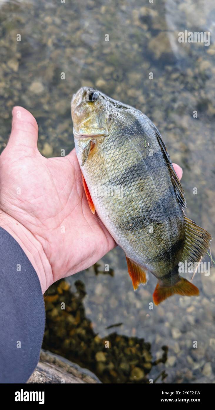 Pesce persico d'acqua dolce agganciato all'esca rotante, pesca, cattura e rilascio, animali e fauna selvatica, sfondo naturale Foto Stock