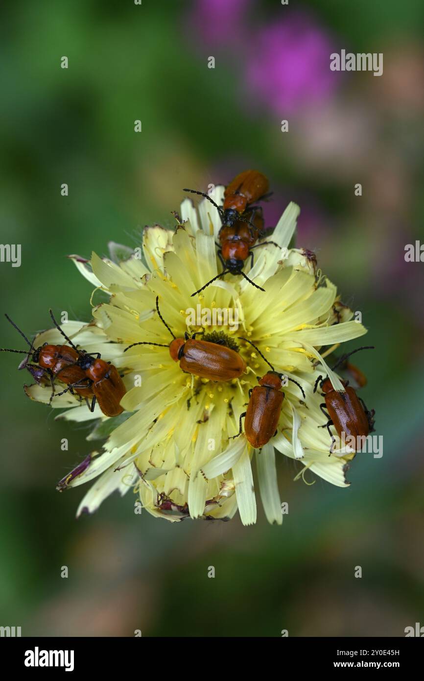 Daffodil Leaf Beetle, Exosoma lusitanicum, su puzzolente Fiore di barba di Falco, Crepis foetida Foto Stock