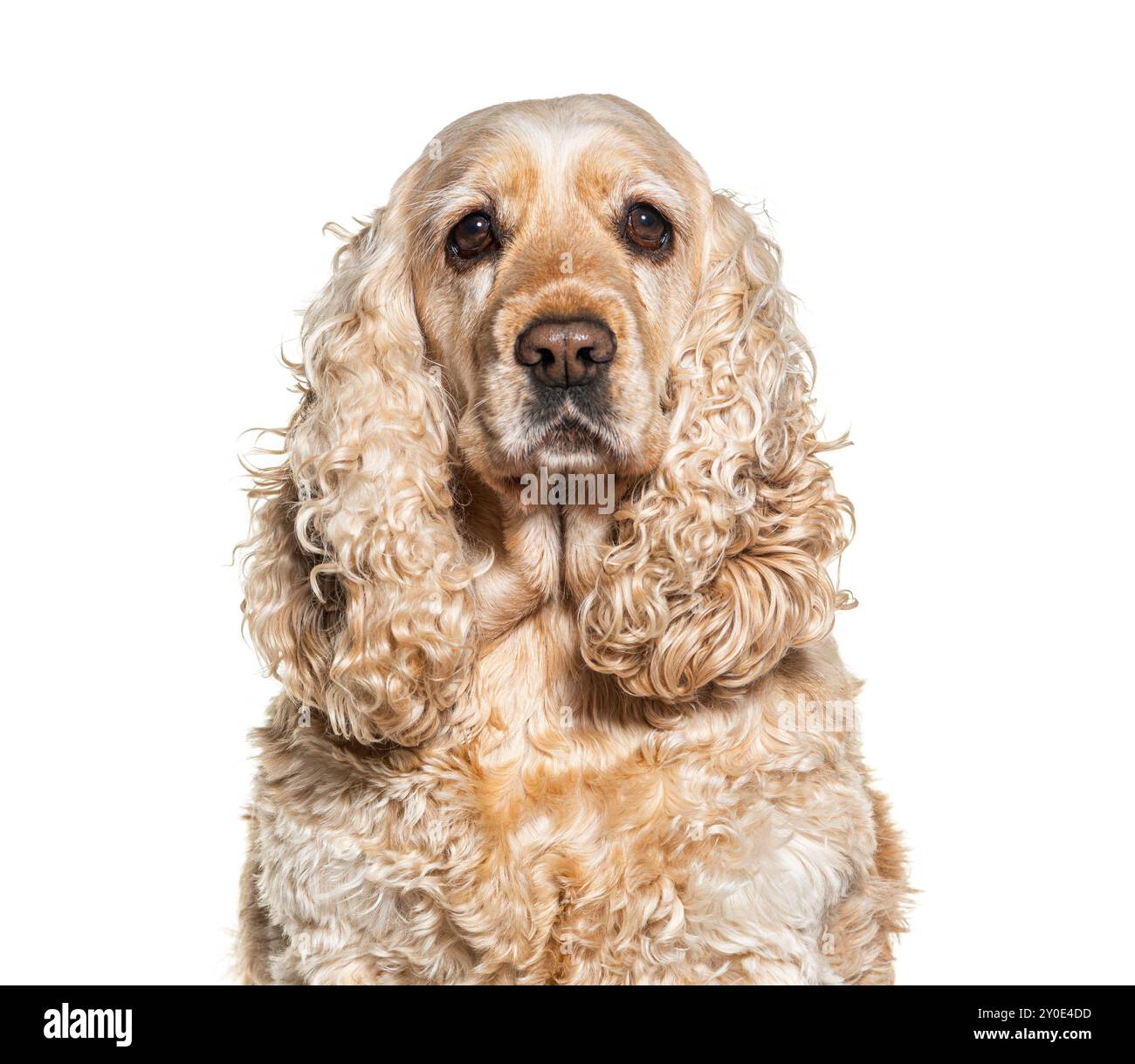 Foto della testa di un Cocker inglese che guarda la telecamera, isolato su bianco Foto Stock