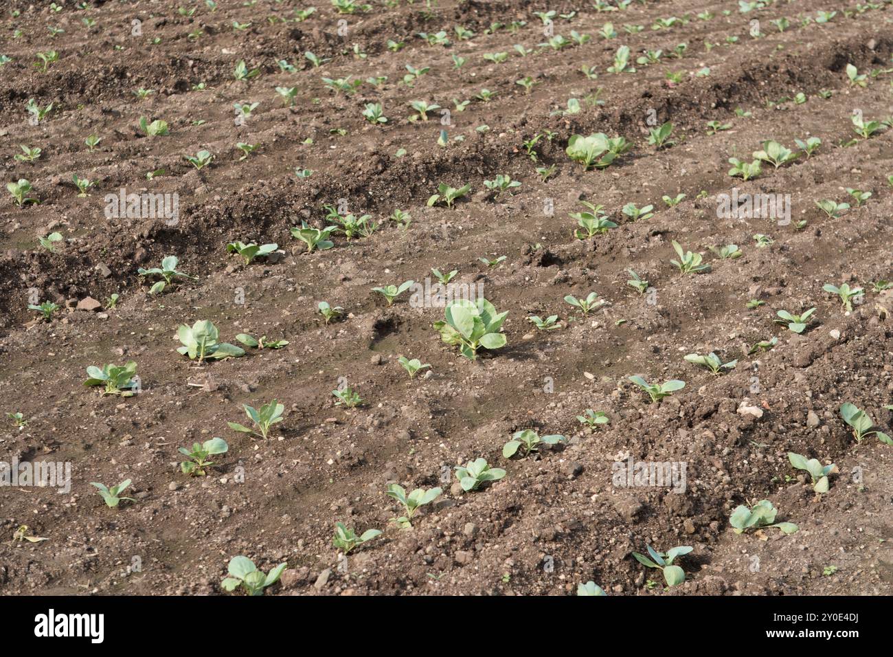 Una pianta di cavolo in via di sviluppo che eccelle nella ricca terra agricola Foto Stock