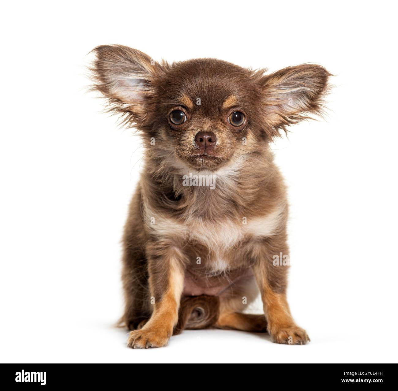 Chihuahua seduto con grandi orecchie, isolato sul bianco Foto Stock