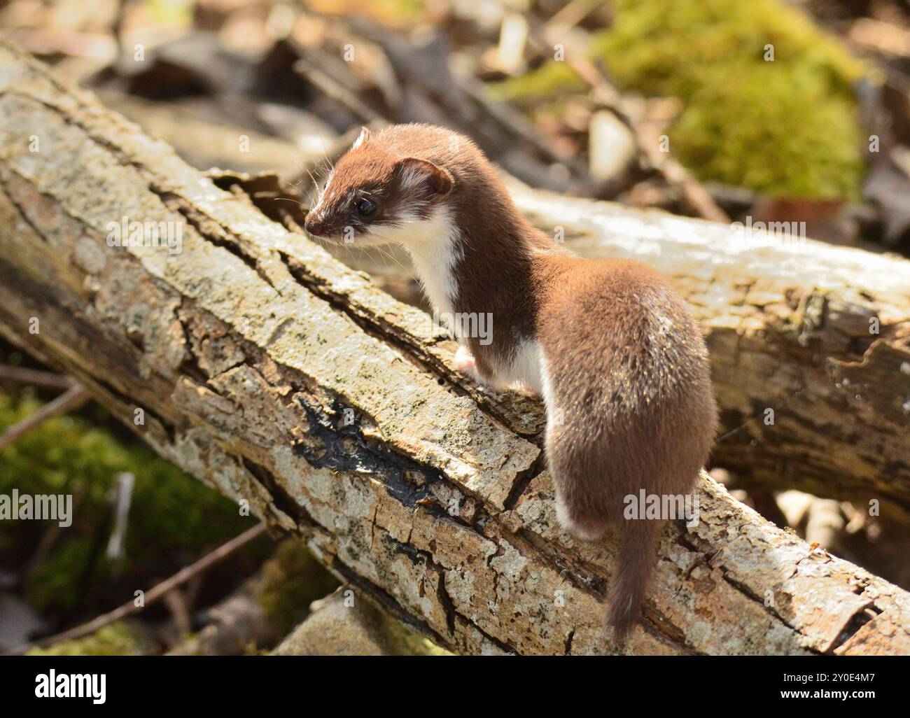 Mustela nivalis Foto Stock