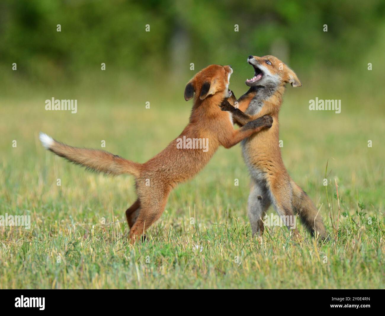 Cuccioli intensi per combattere il gioco Foto Stock