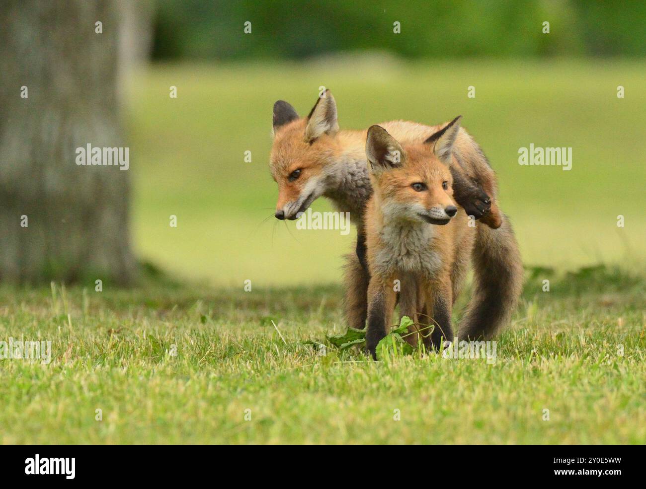 Basta con questa lotta Foto Stock