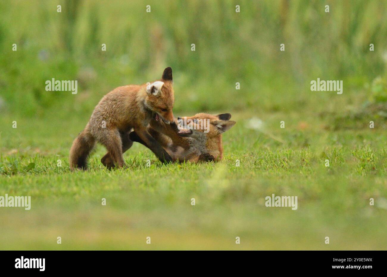Combattimenti con l'orecchio tirato Foto Stock
