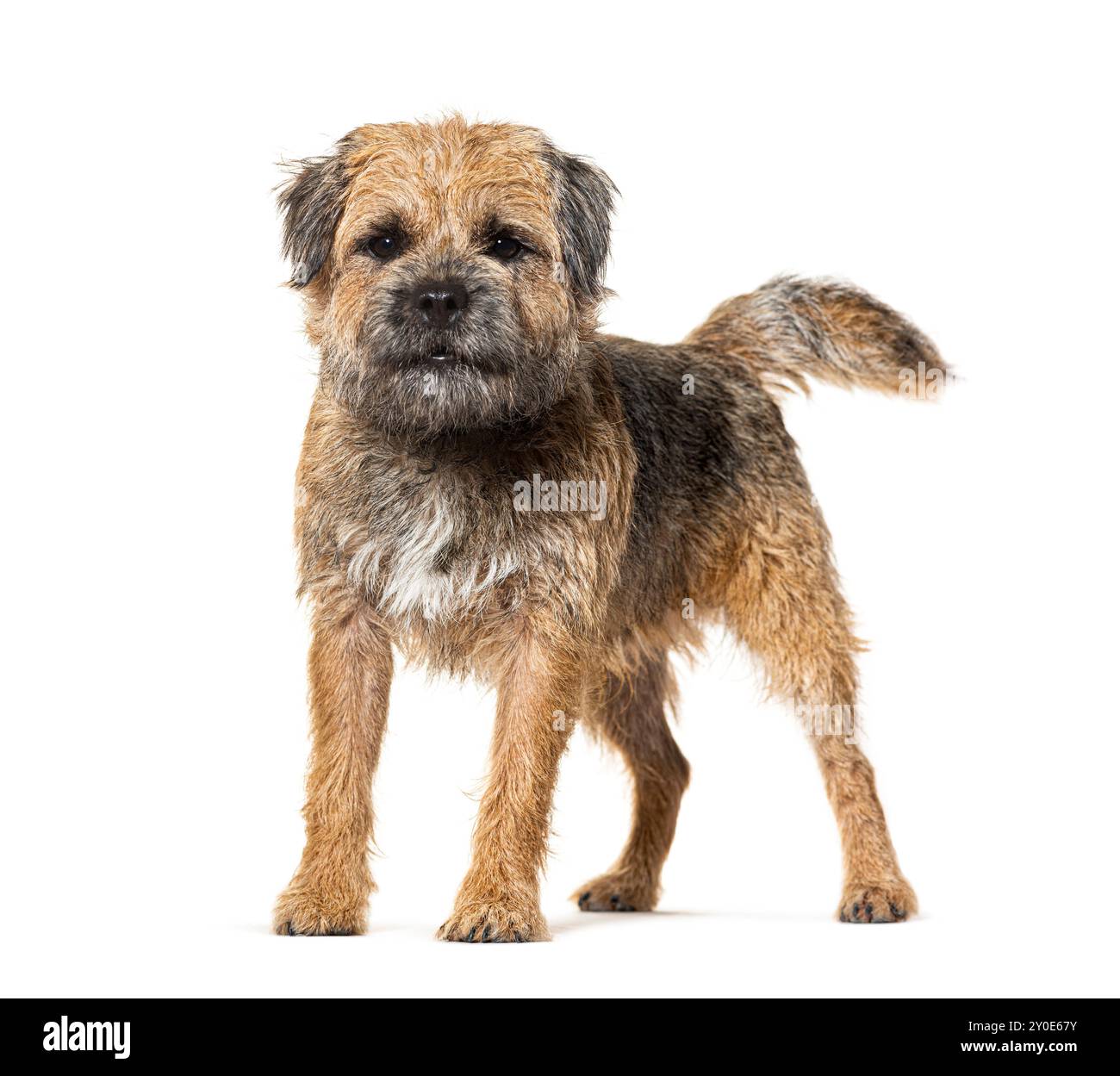 Border terrier, isolato sul bianco Foto Stock