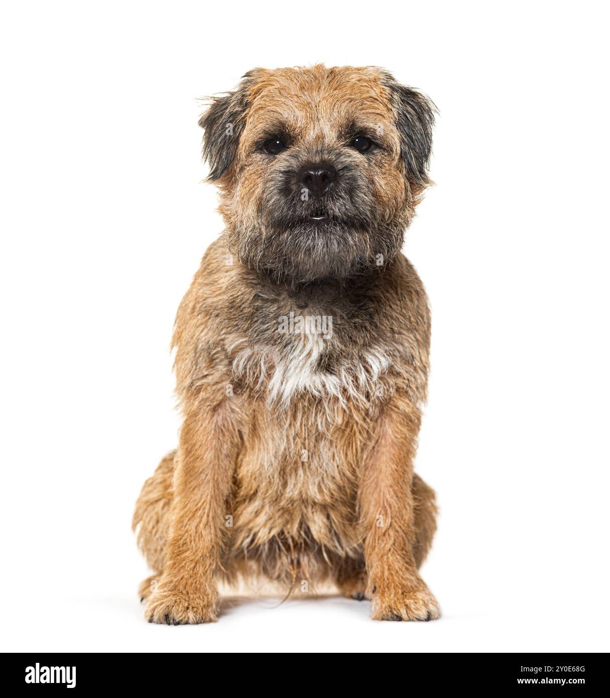 Border terrier, isolato sul bianco Foto Stock