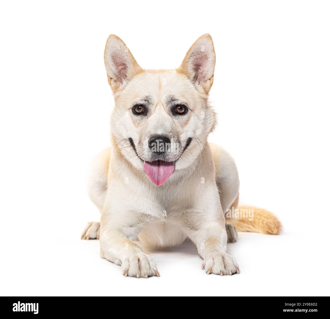 Panting Boxsky dog. Mescolare Husky con il pugile, isolato su bianco Foto Stock