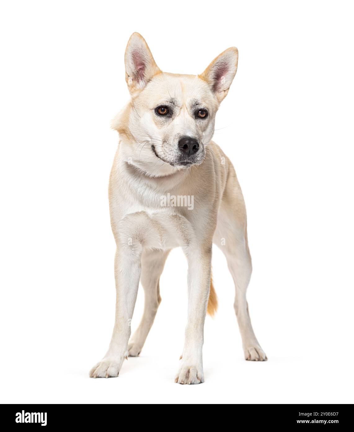 Cane Boxsky. Mescolare Husky con il pugile, isolato su bianco Foto Stock