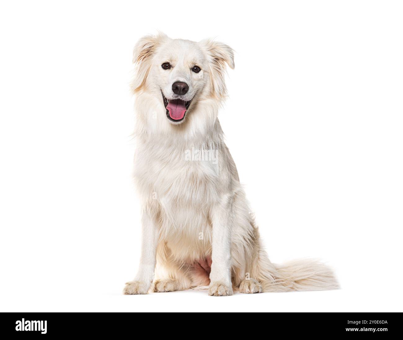 Seduta bianca EE bordo collie che piangono e guardano la telecamera, isolata sul bianco Foto Stock