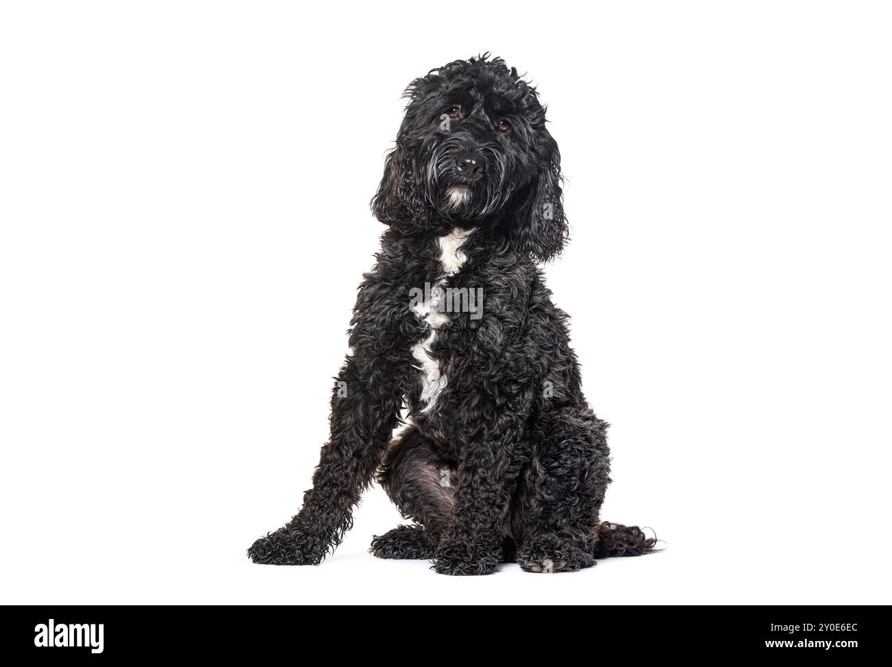 Cockapoo seduto mescolare il barboncino con il galletto, isolato su bianco Foto Stock