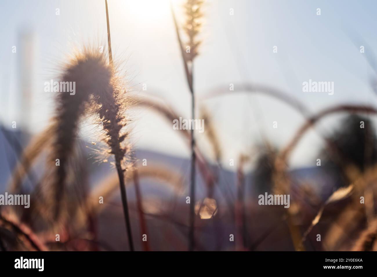 bokeh di fiori dorati Foto Stock