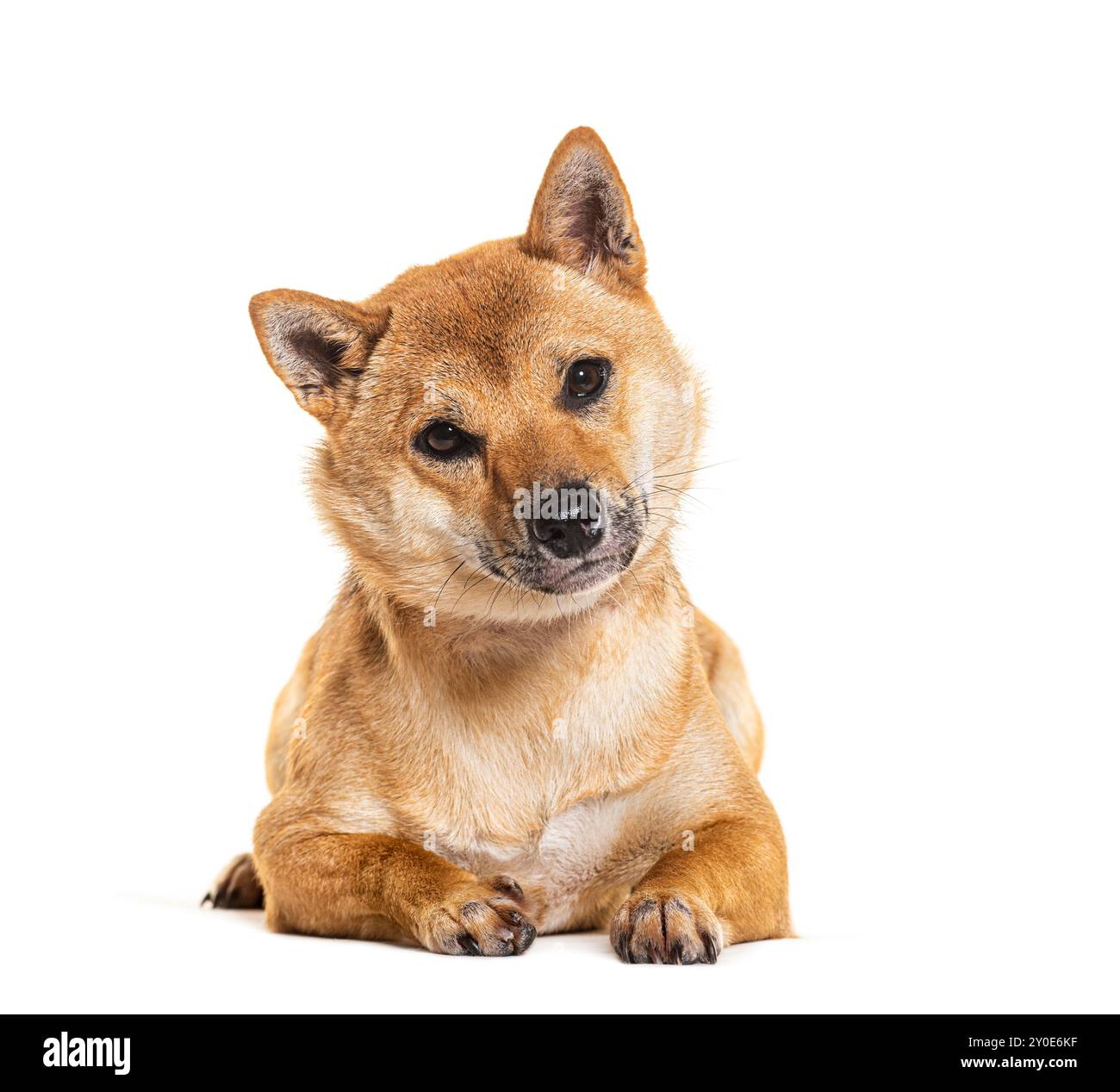 Shiba Inu, isolato su bianco Foto Stock