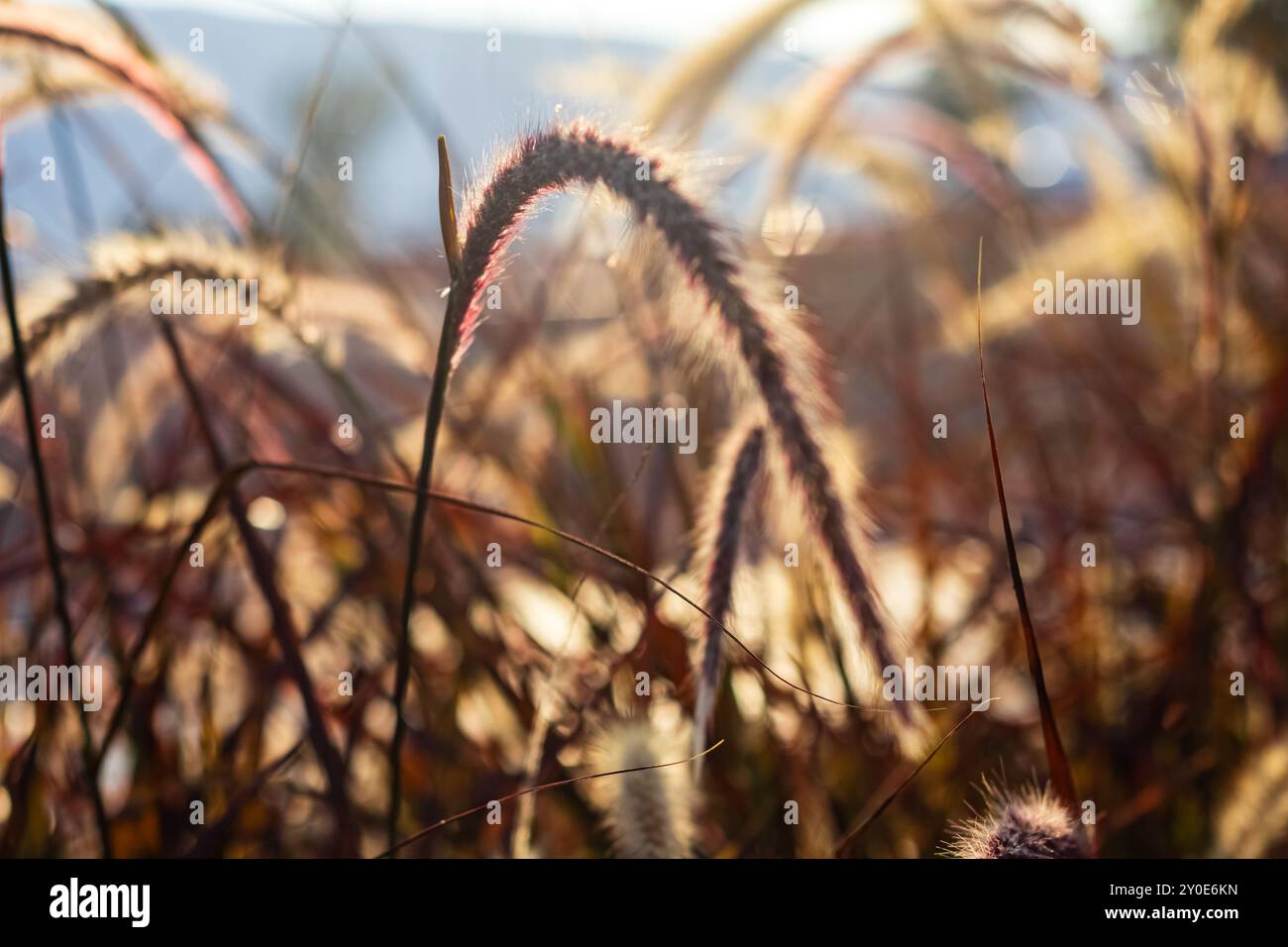 fiori di grano dorato Foto Stock