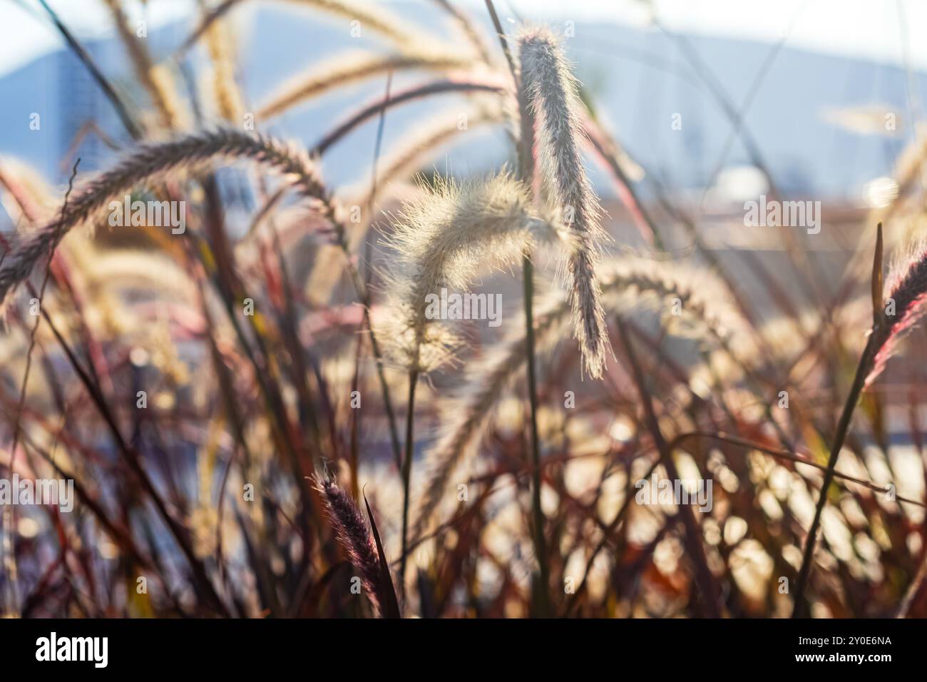 Fiori d'oro Foto Stock