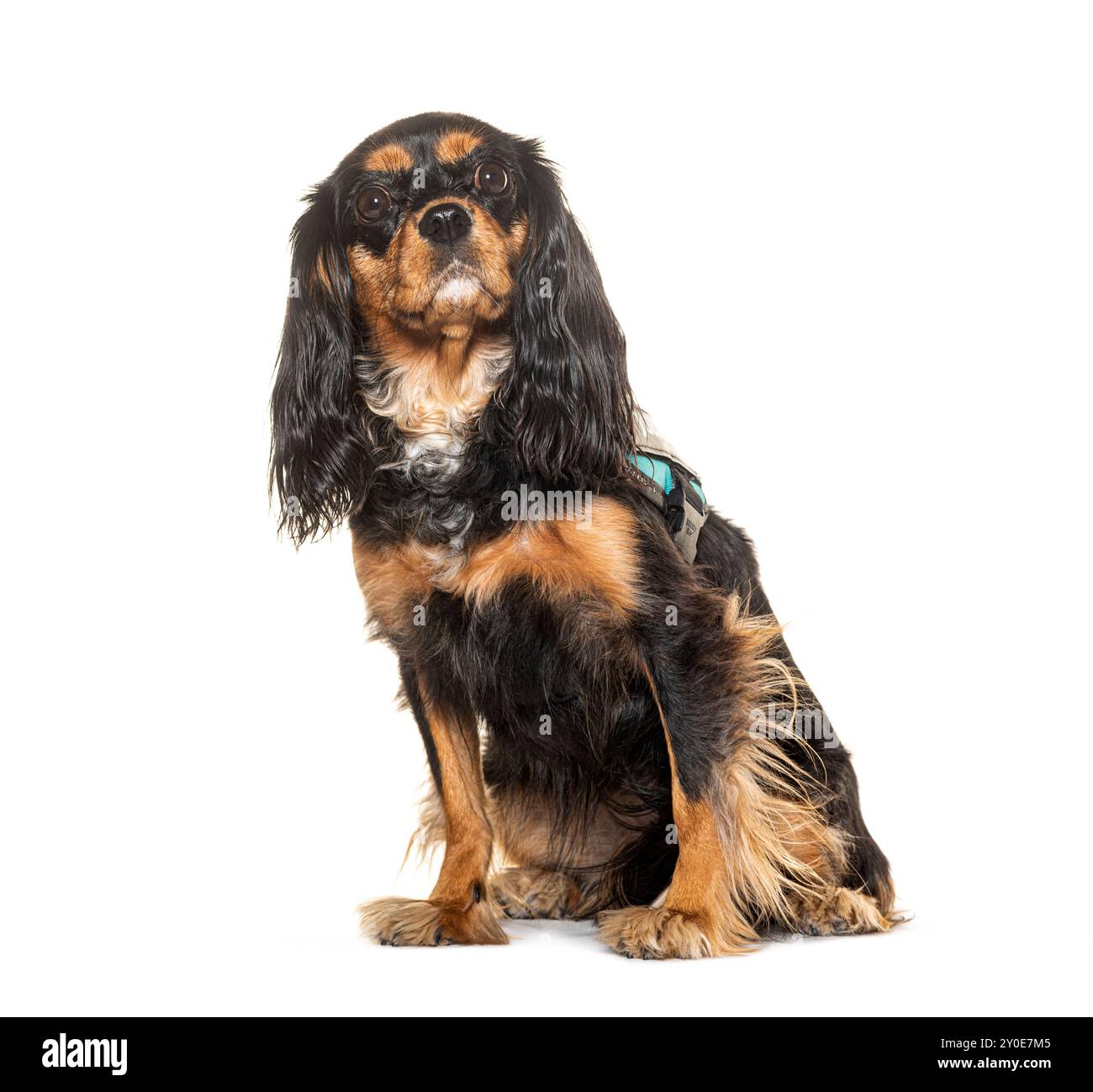 Il Cavalier Re Charles Spaniel indossa un'imbracatura per cani, isolata sul bianco Foto Stock