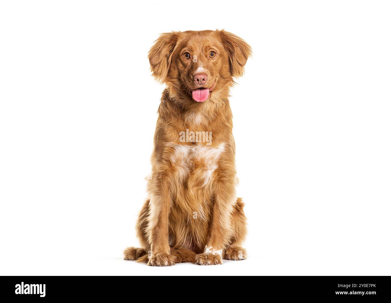 Seduti in Nova Scotia Duck Tolling Retriever, isolati sul bianco Foto Stock