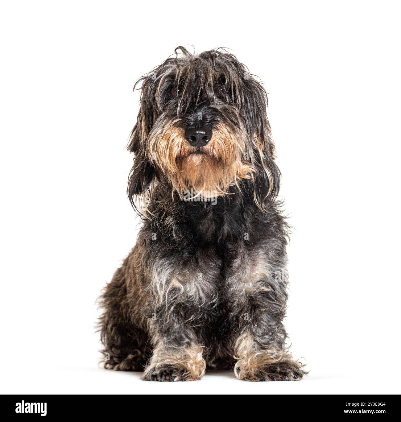 Dachshund seduto a pelo lungo, isolato sul bianco Foto Stock