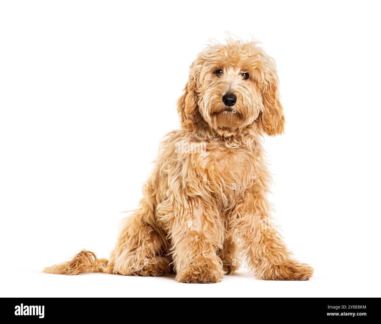 Labradoodle guarda la telecamera, isolata sul bianco Foto Stock