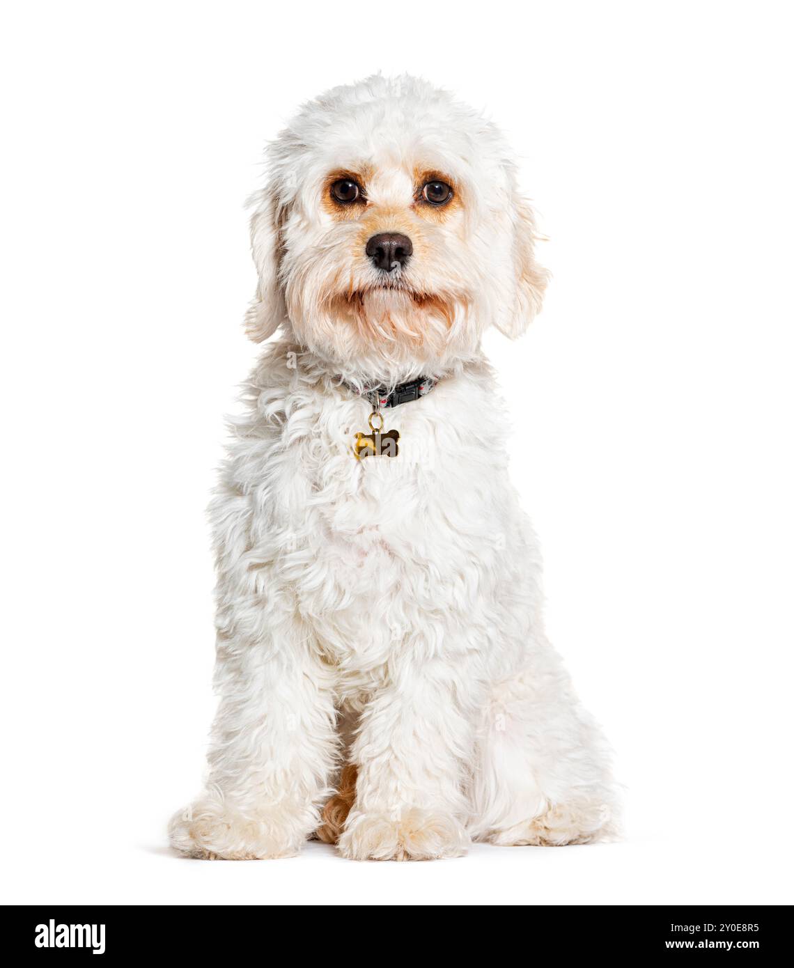 Cavapoo è un cavalier misto King Charles Spaniel con Poodle, che indossa un colletto, isolato su bianco Foto Stock
