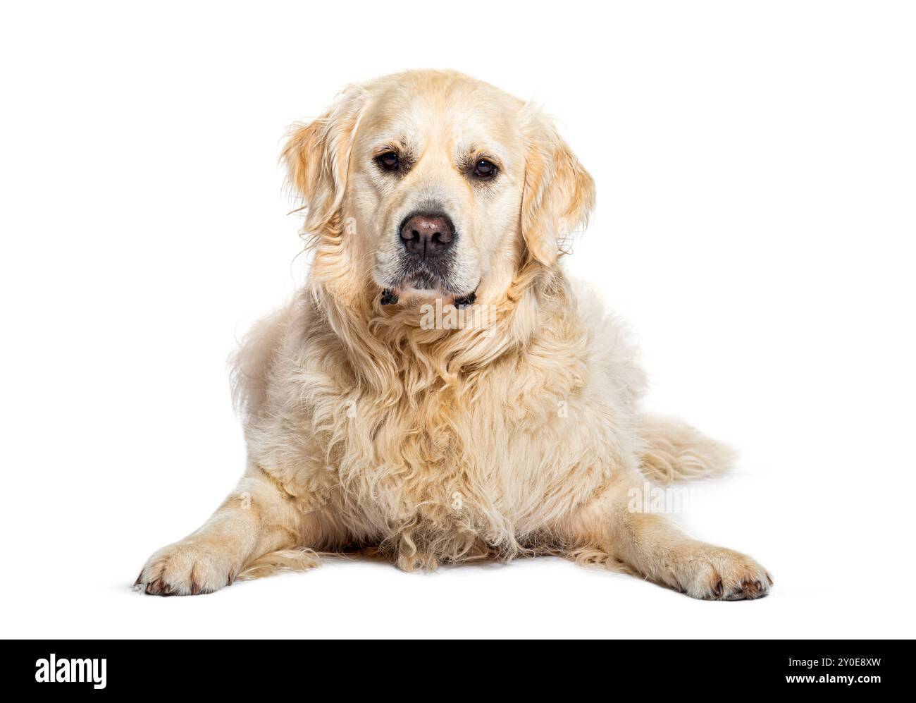 Golden retriever sdraiato a faccia in giù guardando la telecamera, isolato sul bianco Foto Stock