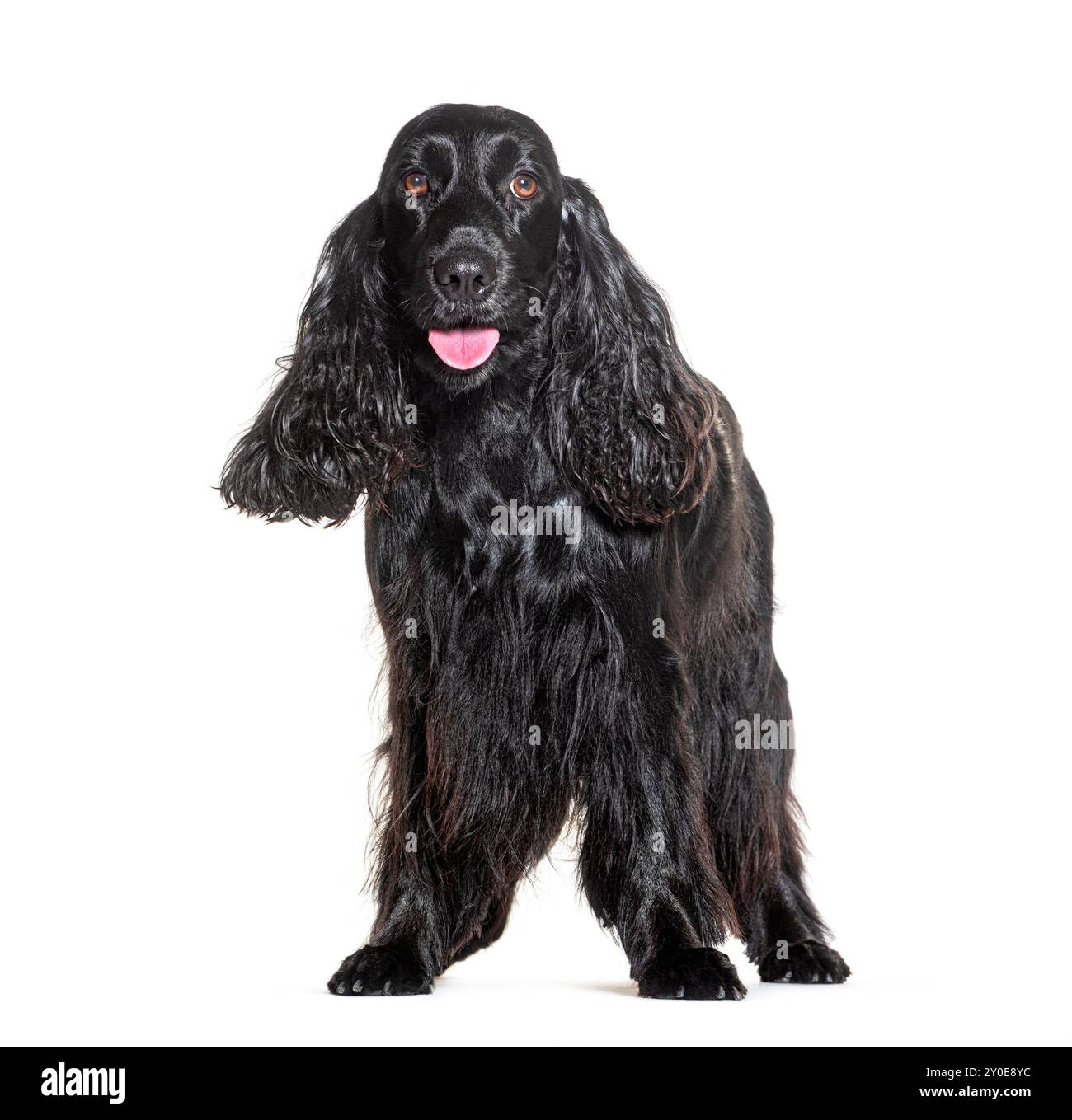 Spaniel Cocker nero con pantalone davanti al bianco Foto Stock