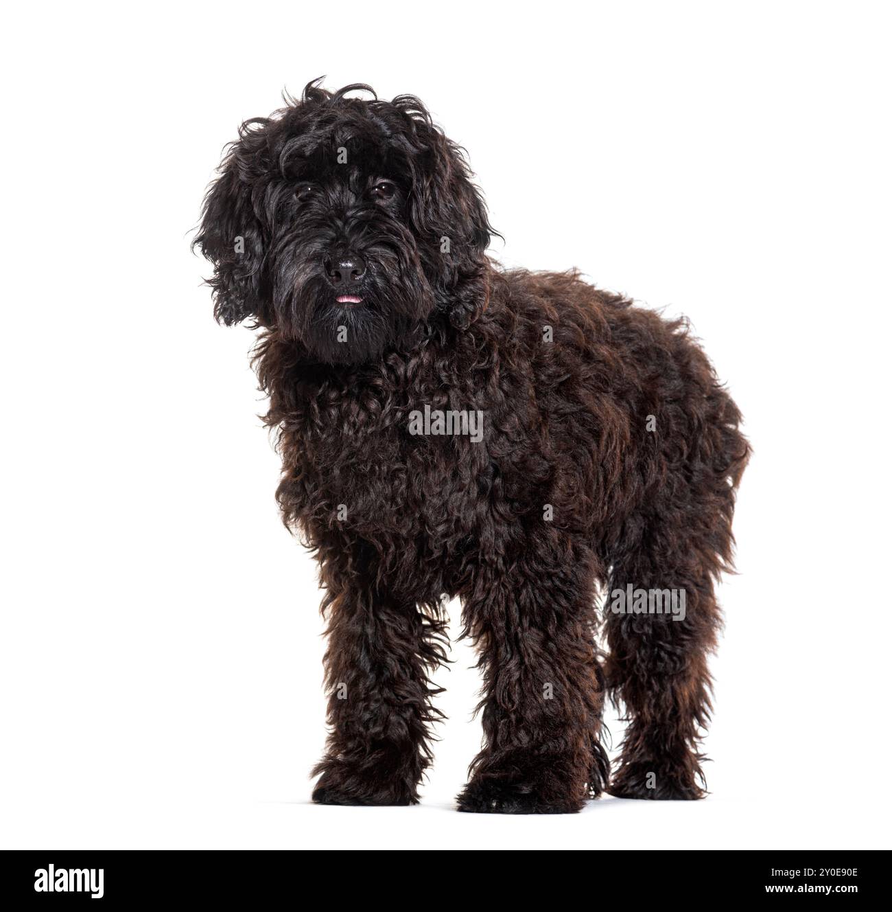 Labradoodle nero che guarda la telecamera, isolato sul bianco Foto Stock