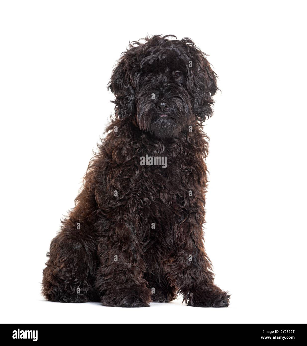 Labradoodle seduto nero che guarda la telecamera, isolato sul bianco Foto Stock
