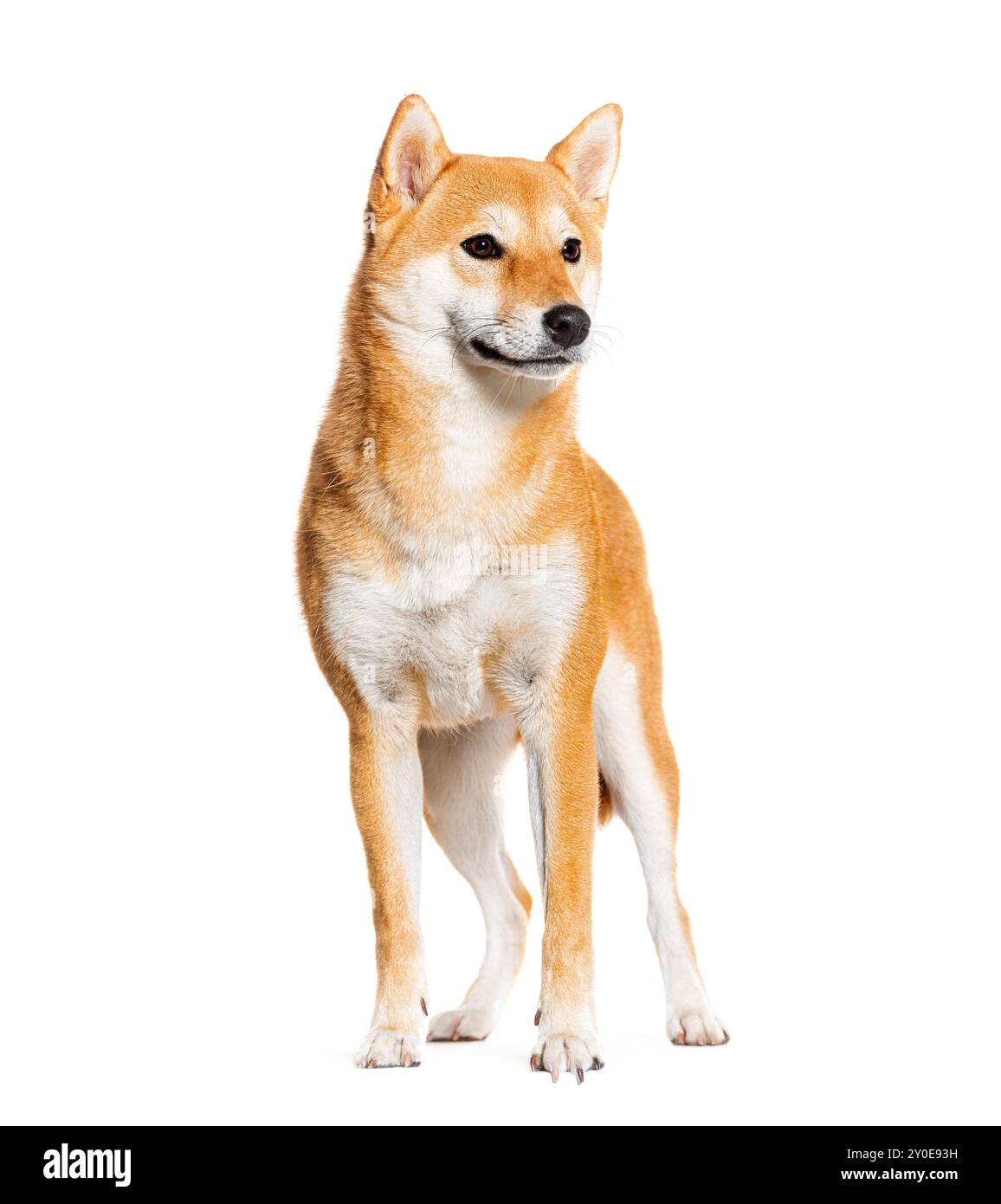 In piedi Shiba inu, isolato sul bianco Foto Stock