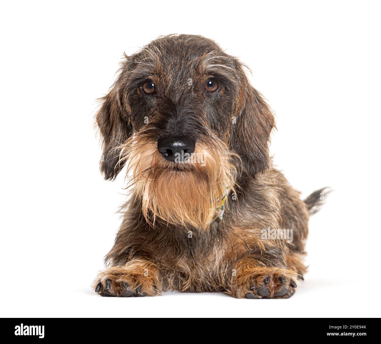 Dachshund dai capelli lunghi, isolato sul bianco Foto Stock