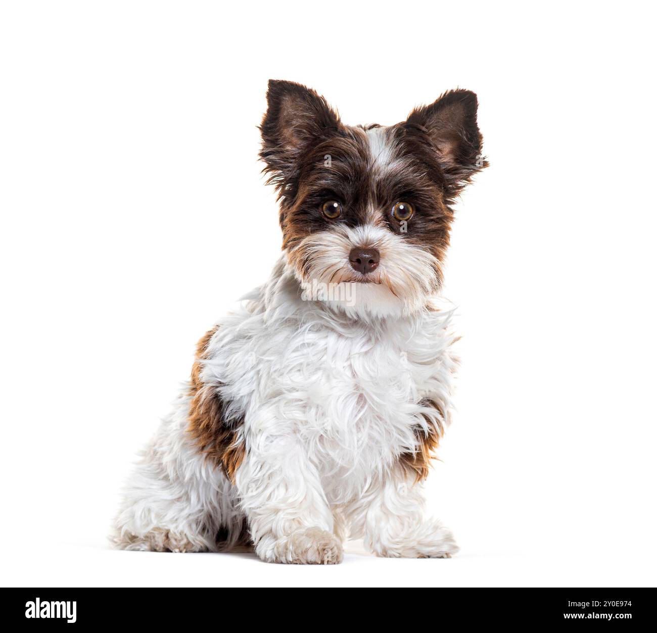 Biewer Yorkshire terrier seduto, isolato sul bianco Foto Stock
