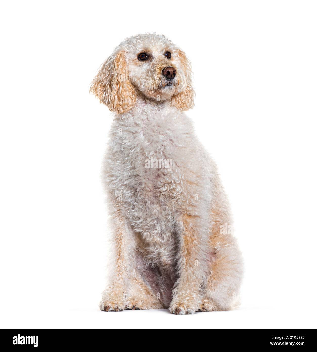 Labradoodle seduta a guardare lontano, isolata sul bianco Foto Stock