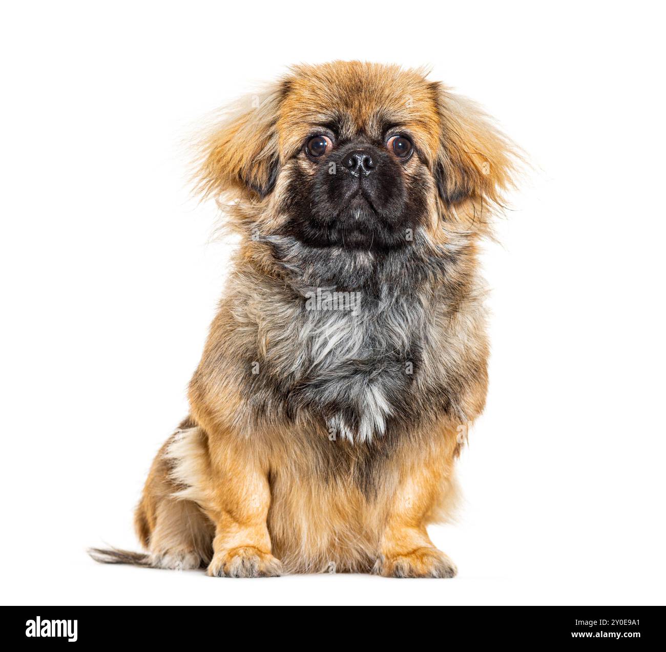 Pekingese guarda il ritratto della fotocamera, isolato sul bianco Foto Stock