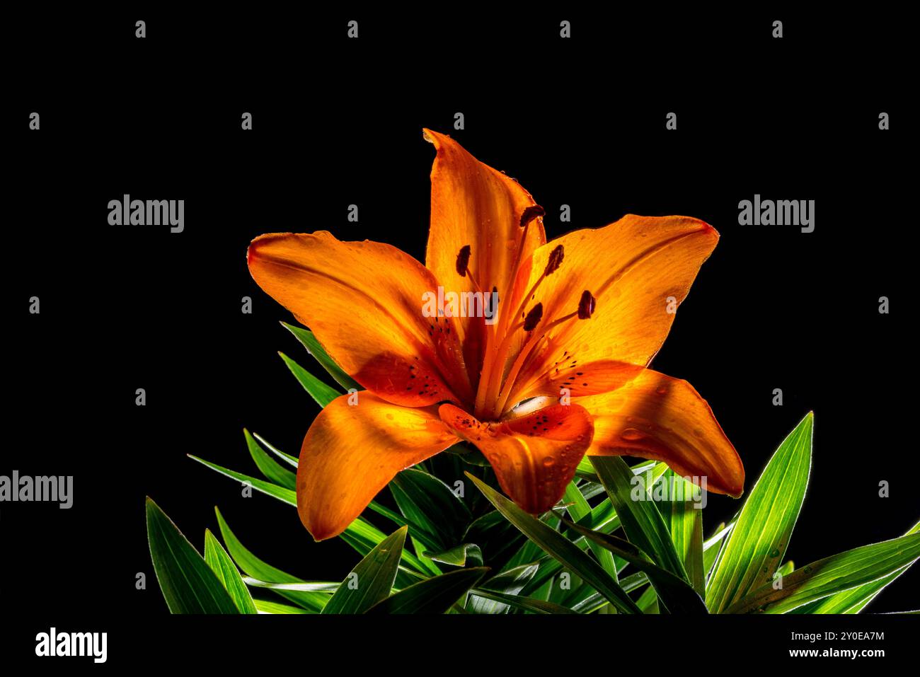 giglio arancione in piena fioritura retroilluminato con sfondo nero in studio Foto Stock