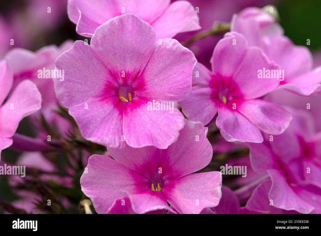 Primo piano di fiori di phlox perenne (Phlox paniculata 'Eva Cullum') in un giardino in estate Foto Stock