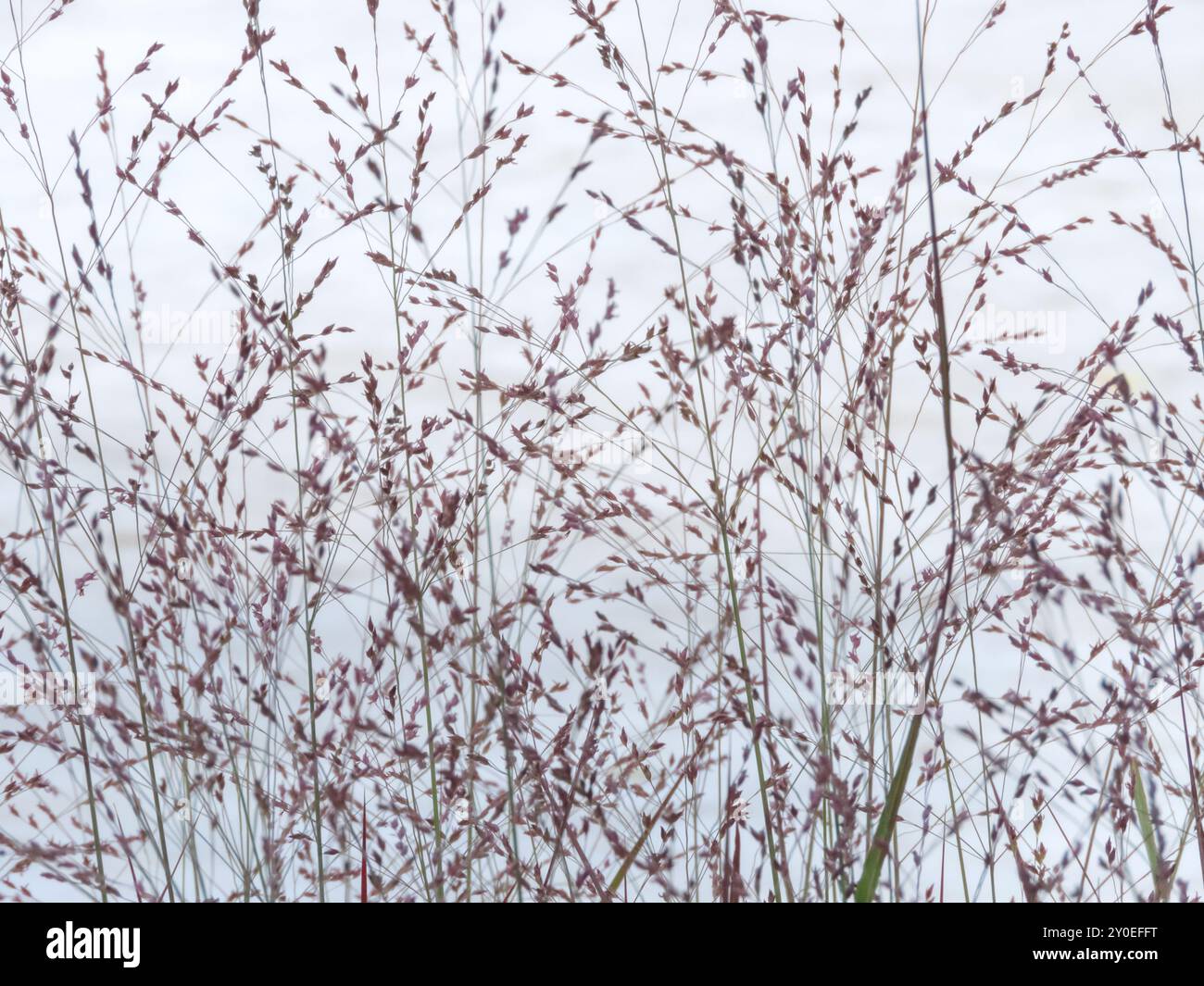 Panicum virgatum infloresces di panicle ornamentali. Le piante di poaceae fiorite da erba pubblica steli sul cielo grigio e nuvoloso. Fiori d'erba che ondeggiano nel Foto Stock