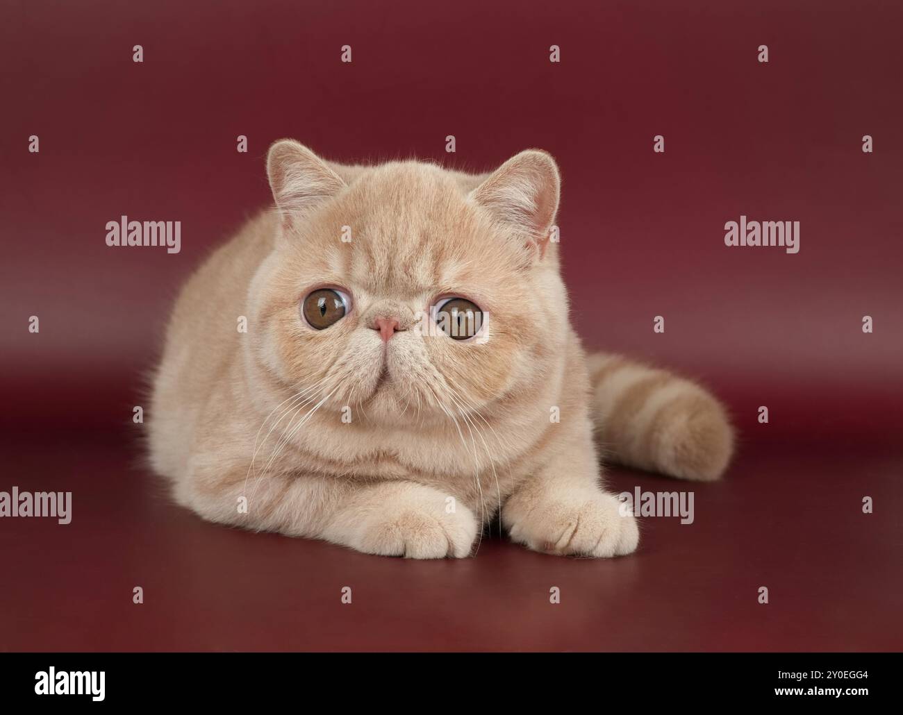 Bello esotico Shorthair gatto si trova sullo sfondo marrone dello Studio. Color crema Foto Stock