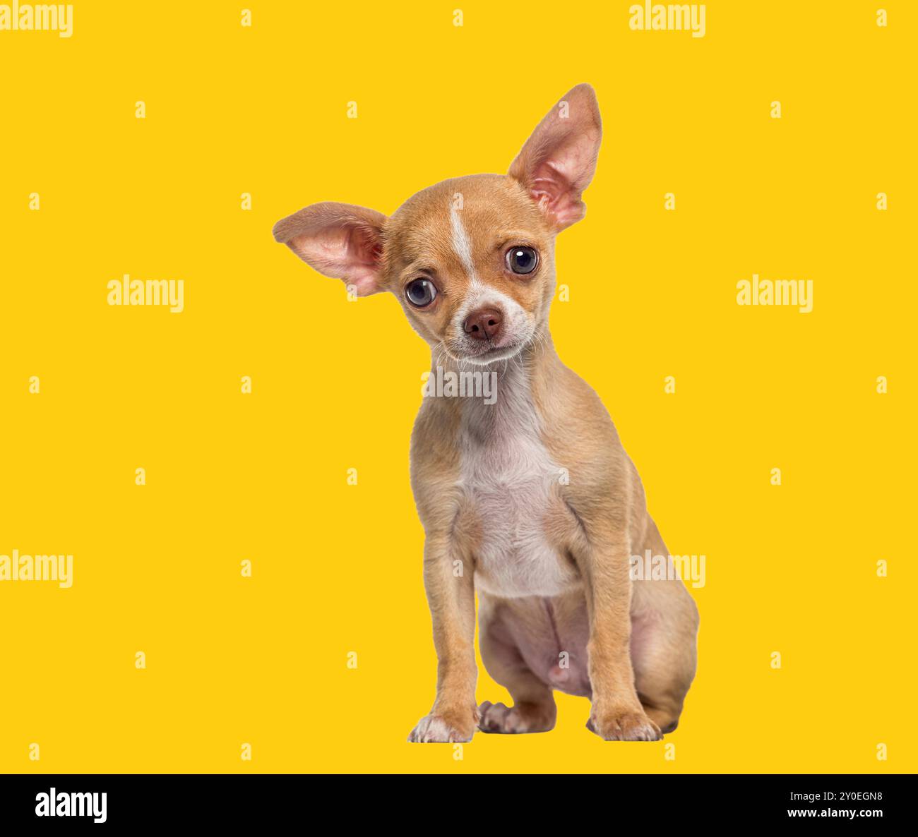 Piccolo cucciolo di Chihuahua dai capelli corti e bianco, cucciolo di cane di 3 mesi, isolato su bianco Foto Stock