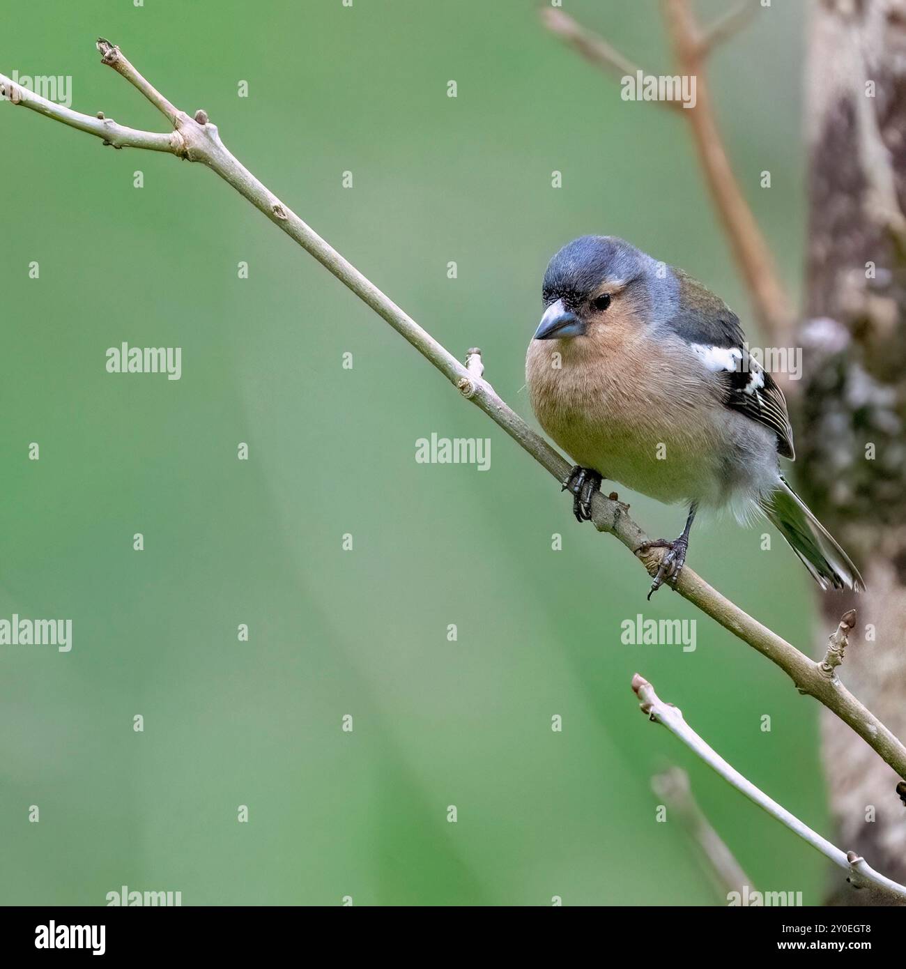 Azzorre Chaffinch Foto Stock