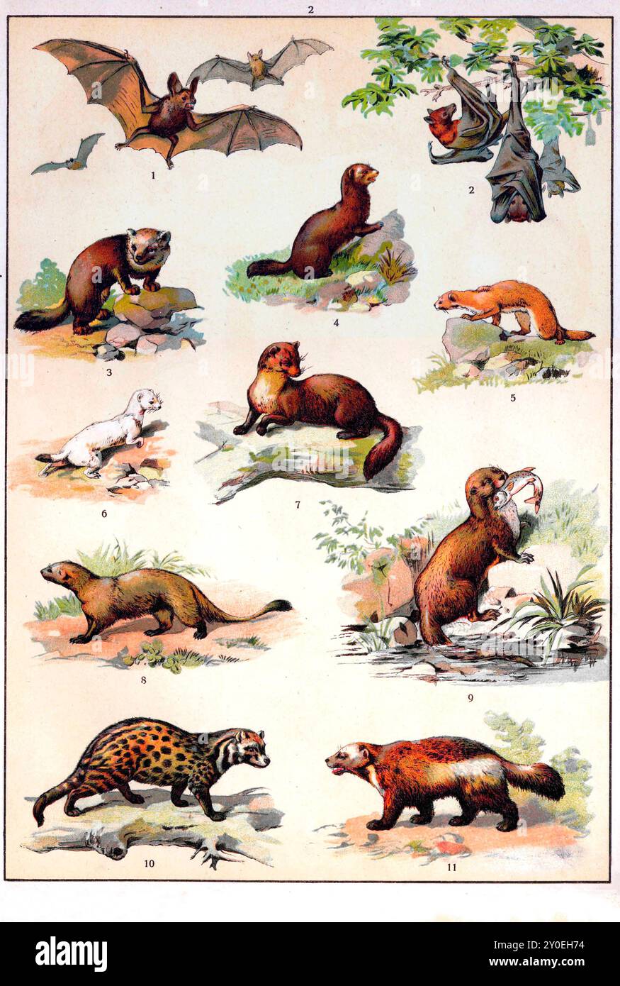 regno animale. Illustrazione a colori vintage di animali. Impero russo. 1890-1910 1. Vampiro bat 2. Kalong, grande volpe volante 3. Sellino 4. Ferret 5. Meno donnole 6. Stoat 7. Marten 8. Mangusta egiziana, ichneumon 9. Lontra eurasiatica 10. Viverra 11. Wolverine Foto Stock