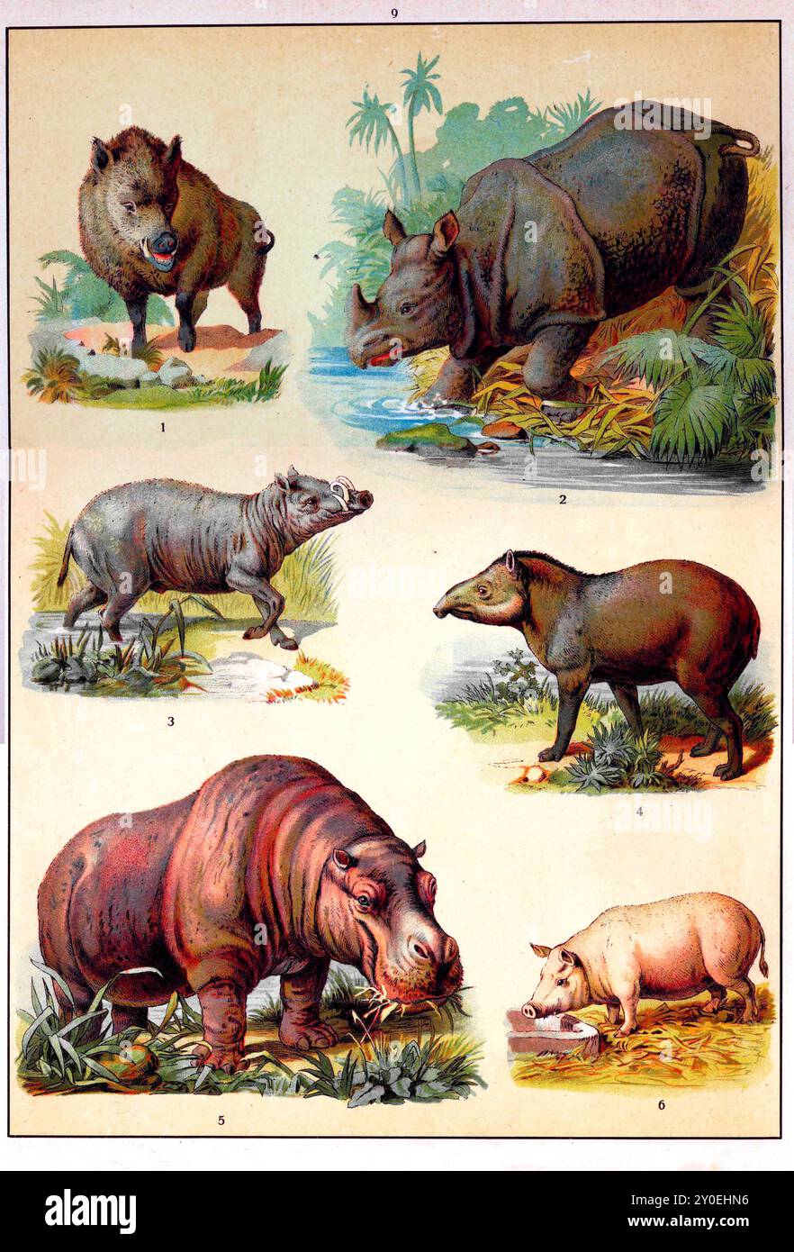 regno animale. Illustrazione a colori vintage di animali. Impero russo. 1890-1910 1. Cinghiale 2. Rinoceronte 3. Babirusas, cervi-maiali 4. Tapir 5. Hippopotamus 6. Maiale domestico Foto Stock