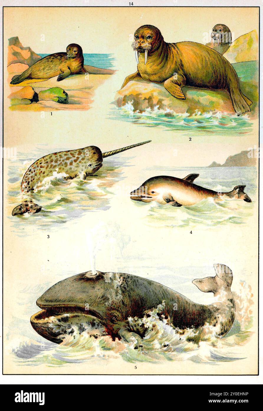 regno animale. Illustrazione a colori vintage di mammiferi marini. Impero russo. 1890-1910 1. Guarnizione 2. Walrus 3. Narwhal 4. Delfino 5. Balena Foto Stock
