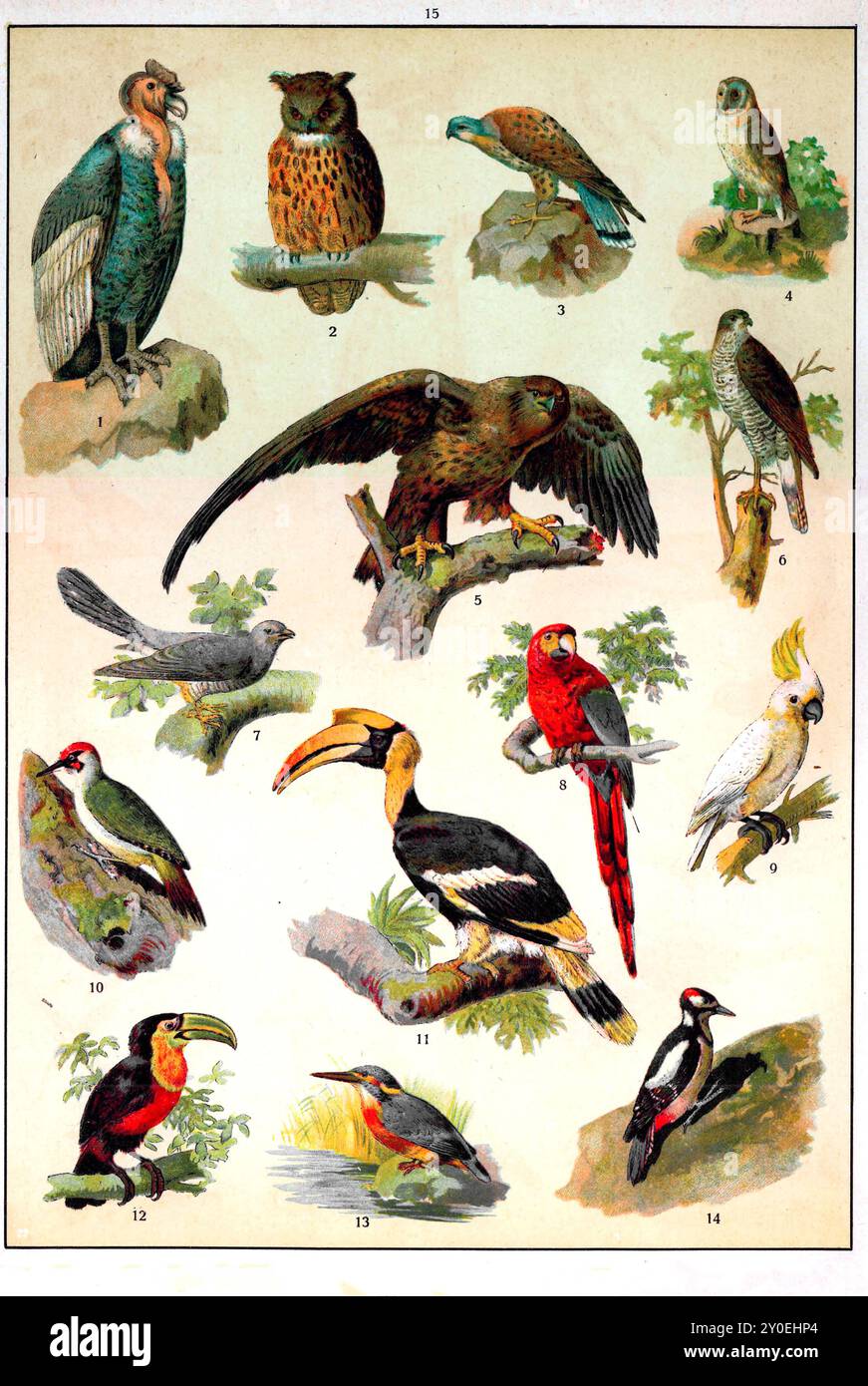 regno animale. Illustrazione a colori vintage degli uccelli. Impero russo. 1890-1910 1. Avvoltoio 2. Gufo 3. Kestrel 4. Baracca 5. Aquila 6. Hawk 7. Cucù 8. Pappagallo 9. Cockatoo 10. Picchio verde 11. Rinoceronte 12. Toucan 13. kingfisher comune 14. Picchio maculato Foto Stock