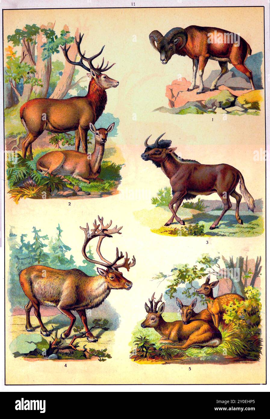 regno animale. Illustrazione a colori vintage di animali. Impero russo. 1890-1910 1. Mouflon 2. Nobile cervo 3. GNU 4. Renne 5. Sì Foto Stock