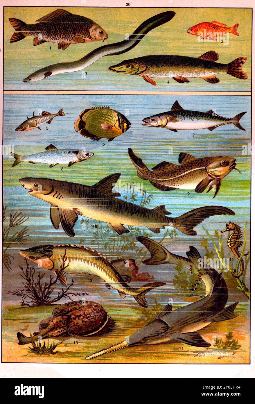 regno animale. Illustrazione a colori vintage di animali. Impero russo. 1890-1910 1. Carpa 2. Pesce rosso 3. Anguilla 4. Pike 5. Stickleback 6. Butterflyfish 7. Sgombro 8. Aringhe 9. COD 10. Squalo 11. Cavalluccio marino 12. Sturgeon 13. Raggio elettrico 14. Pesce segato Foto Stock